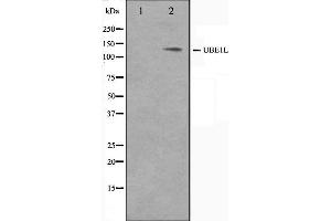 Western blot analysis on HeLa cell lysate using UBE1L Antibody. (UBA7 anticorps  (C-Term))