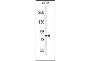 Western blot analysis of PCDHB3 Antibody (N-term) in CEM cell line lysates (35ug/lane). (PCDHB3 anticorps  (N-Term))