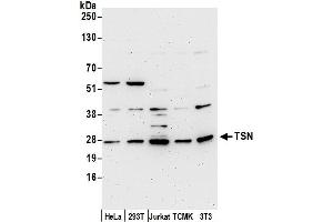 anti-Translin (TSN) (AA 150-200) antibody