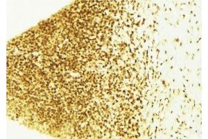 ABIN6267533 at 1/100 staining Mouse liver tissue by IHC-P.