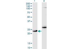 Western Blot analysis of GSTZ1 expression in transfected 293T cell line by GSTZ1 monoclonal antibody (M01), clone 1G12. (GSTZ1 anticorps  (AA 109-216))