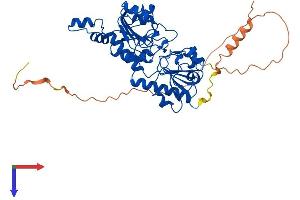 AlphaFold protein structure predicition of Human Recombinant CTBP2 Protein, UniprotID P56545