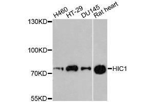 Western blot analysis of extracts of various cell lines, using HIC1 antibody (ABIN5996483) at 1:3000 dilution. (HIC1 anticorps)