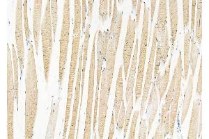 ABIN6265890 and ABIN6279801 at 1/100 staining Mouse muscle tissue by IHC-P.