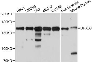 Western blot analysis of extracts of various cell lines, using DHX38 antibody. (DHX38 anticorps)
