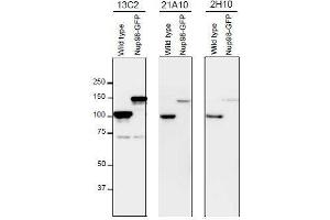 Western Blotting (WB) image for anti-Nucleoporin 98kDa (NUP98) (GLFG Motif), (N-Term) antibody (ABIN2452064) (NUP98 anticorps  (GLFG Motif, N-Term))