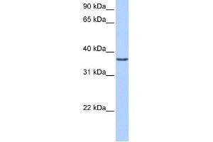 WB Suggested Anti-VGLL2 Antibody Titration:  0. (VGLL2 anticorps  (Middle Region))