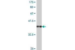 Western Blot detection against Immunogen (37. (DRAP1 anticorps  (AA 2-105))