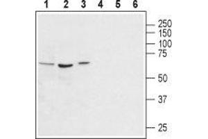 Western blot analysis of rat kidney (lanes 1 and 4), rat pancreas (lanes 2 and 5) and mouse heart (lanes 3 and 6) lysates: - 1-3. (AVPR1A anticorps  (Intracellular))
