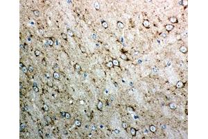 IHC-P testing of mouse brain tissue. (Cytochrome C anticorps  (AA 2-105))