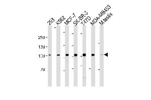 ACE2 (SARS Receptor) Antibody (Center) (ABIN1882190 and ABIN2843362) western blot analysis in 293,K562,MCF-7,SK-BR-3,T47D,MDA-MB-453 cell line and mouse testis tissue lysates (35 μg/lane). (ACE2 anticorps)