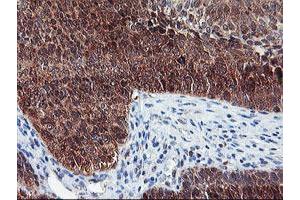 Image no. 3 for anti-Neurolysin (Metallopeptidase M3 Family) (NLN) antibody (ABIN1499710)