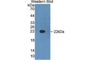 Western blot analysis of the recombinant protein. (HADH anticorps  (AA 1-167))