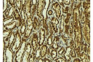 ABIN6272920 at 1/100 staining Mouse kidney tissue by IHC-P. (HEY1 anticorps  (Internal Region))