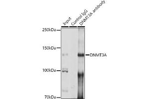 anti-DNA (Cytosine-5-)-Methyltransferase 3 alpha (DNMT3A) (AA 500-700) antibody