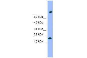TMEM42 antibody used at 1 ug/ml to detect target protein. (TMEM42 anticorps  (N-Term))