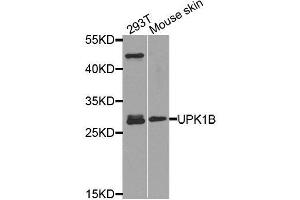 Western blot analysis of extracts of various cell lines, using UPK1B antibody. (Uroplakin 1B anticorps  (AA 110-230))