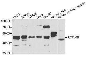 Western blot analysis of extracts of various cell lines, using ACTL6B antibody. (Actin-Like 6B anticorps  (AA 1-280))