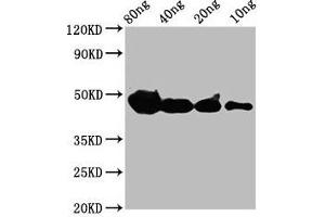 Western Blot Positive WB detected in Recombinant protein All lanes: cyp1a antibody at 4 μg/mL Secondary Goat polyclonal to rabbit IgG at 1/50000 dilution Predicted band size: 39 kDa Observed band size: 47 kDa