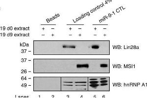 SILAC combined with RNA pull-down and Mass Spectrometry reveals putative regulators of brain-specific microRNA biogenesis(a) Schematic of the method.