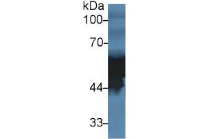 Detection antibody from the kit in WB with Positive Control:  Sample Human serum.