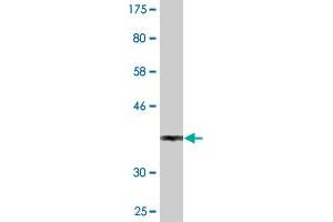 Western Blot detection against Immunogen (36. (SEPHS1 anticorps  (AA 1-96))