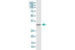 SDCBP MaxPab polyclonal antibody.