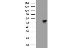 Western Blotting (WB) image for anti-Leucine Rich Repeat Containing 25 (LRRC25) antibody (ABIN1499200) (LRRC25 anticorps)