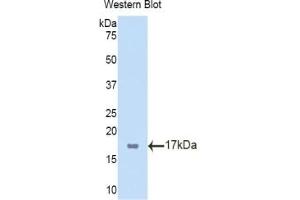 Detection of Recombinant TBX3, Mouse using Polyclonal Antibody to T-Box Protein 3 (TBX3) (TBX3 anticorps  (AA 107-220))
