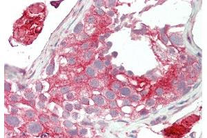 Rabbit Anti-Lrp2bp antibody  Formalin Fixed Paraffin Embedded Tissue: Human Testis Primary antibody Concentration: 1:100 Secondary Antibody: Donkey anti-Rabbit-Cy3 Secondary Antibody Concentration: 1:200 Magnification: 20x Exposure Time: 0.