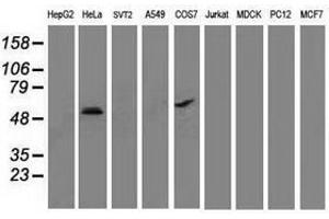 Image no. 2 for anti-Tumor Protein P53 (TP53) antibody (ABIN1499971) (p53 anticorps)