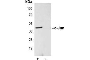 Immunoprecipitation of c-Jun from 0.