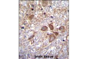 SPECC1 Antibody immunohistochemistry analysis in formalin fixed and paraffin embedded human brain tissue followed by peroxidase conjugation of the secondary antibody and DAB staining.