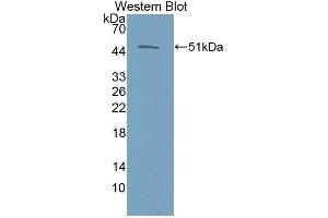 Western Blotting (WB) image for anti-Erythropoietin (EPO) antibody (Biotin) (ABIN1172018) (EPO anticorps  (Biotin))