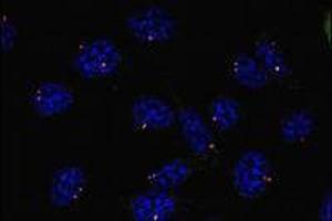 Immunofluorescence (IF) image for anti-Tubulin, gamma 1 (TUBG1) (AA 434-449), (C-Term) antibody (ABIN238522)