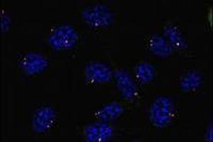 Immunofluorescence (IF) image for anti-Tubulin, gamma 1 (TUBG1) (AA 434-449), (C-Term) antibody (ABIN238522) (TUBG1 anticorps  (C-Term))