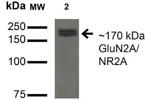 Western Blot analysis of Monkey COS cells transfected with GFP-tagged NR2A showing detection of ~170 kDa GluN2A/NR2A protein using Mouse Anti-GluN2A/NR2A Monoclonal Antibody, Clone S327A-38 .