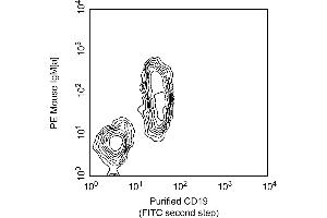 Two-color analysis of the expression of CD19 on mouse spleen B cells. (CD19 anticorps)