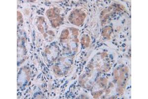 IHC-P analysis of Human Stomach Tissue, with DAB staining. (IL12A anticorps  (AA 23-219))