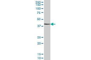 ATF4 monoclonal antibody (M01), clone 2B3 Western Blot analysis of ATF4 expression in NIH/3T3 (ATF4 anticorps  (AA 171-270))