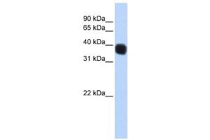 Western Blotting (WB) image for anti-Single Stranded DNA Binding Protein 3 (SSBP3) antibody (ABIN2459884) (SSBP3 anticorps)