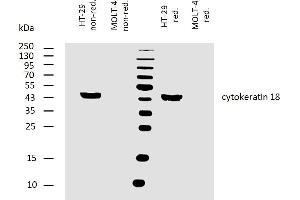 Western blotting analysis of human cytokeratin 18 using mouse monoclonal antibody DA-7 on lysates of HT-29 cell line and MOLT-4 cell line (cytokeratin non-expressing cell line, negative control) under non-reducing and reducing conditions. (Cytokeratin 18 anticorps)