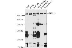 Western blot analysis of extracts of various cell lines, using PTPN13 antibody (ABIN6132534, ABIN6146442, ABIN6146443 and ABIN6216830) at 1:3000 dilution. (PTPN13 anticorps  (AA 250-500))