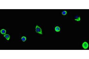 Immunofluorescent analysis of MCF-7 cells using ABIN7163908 at dilution of 1:100 and Alexa Fluor 488-congugated AffiniPure Goat Anti-Rabbit IgG(H+L) (Pgap2 anticorps  (AA 45-114))