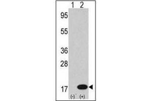 Western blot analysis of LC3B Antibody  in 293 cell line lysates transiently transfected with the LC3 (APG8b) gene (2 µg/lane).