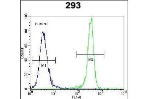 IDH1 Antibody (Center) (ABIN391660 and ABIN2841571) flow cytometric analysis of 293 cells (right histogram) compared to a negative control cell (left histogram). (IDH1 anticorps  (AA 116-143))