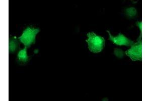 Anti-PNMT mouse monoclonal antibody (ABIN2454516) immunofluorescent staining of COS7 cells transiently transfected by pCMV6-ENTRY PNMT (RC206586). (PNMT anticorps)