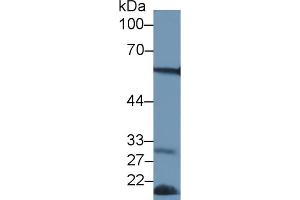 Detection of FOXP3 in Mouse Pancreas lysate using Polyclonal Antibody to Forkhead Box P3 (FOXP3)