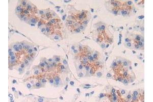 DAB staining on IHC-P; Samples: Human Stomach Tissue (EGF anticorps  (AA 971-1023))