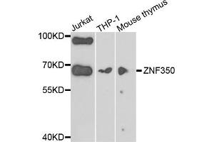 Western blot analysis of extracts of various cells, using ZNF350 antibody. (ZNF350 anticorps)